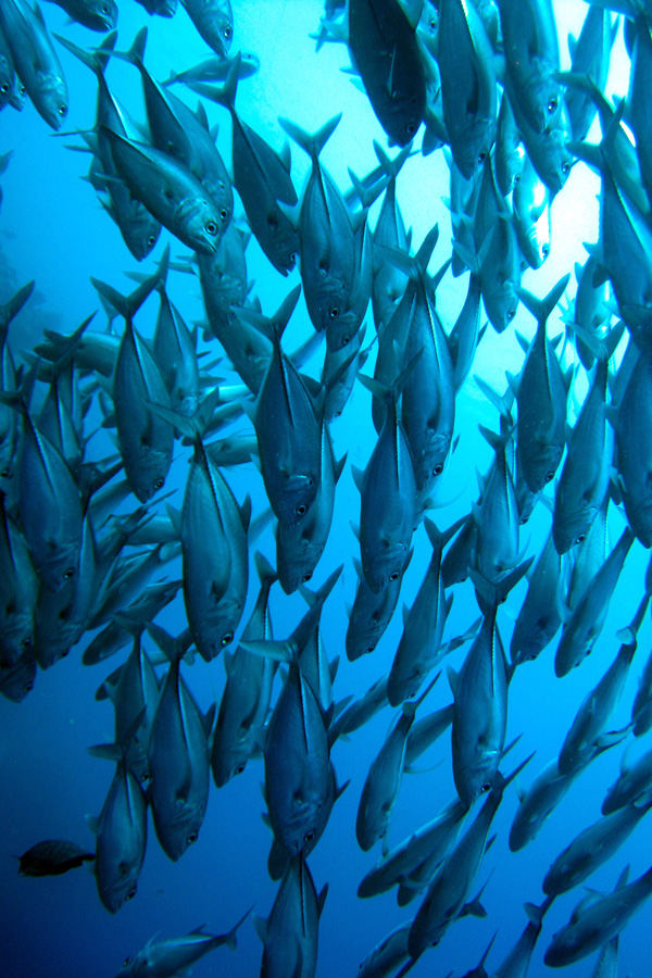 Action Gecko Divers