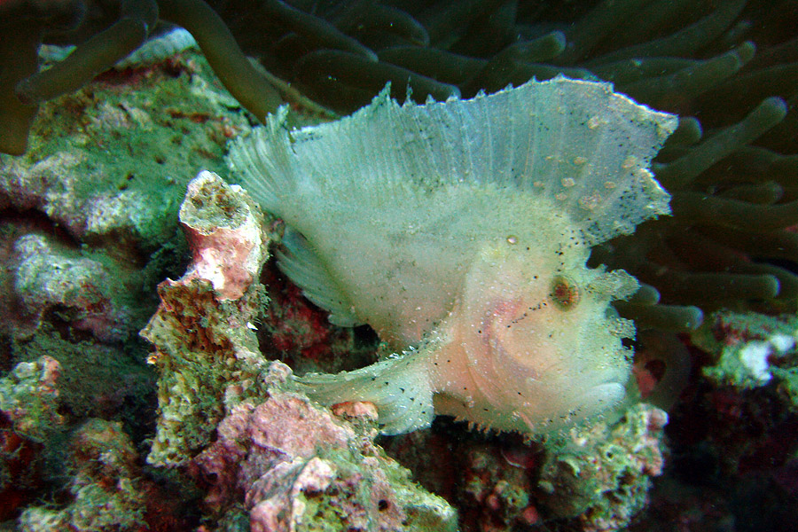 Action Gecko Divers