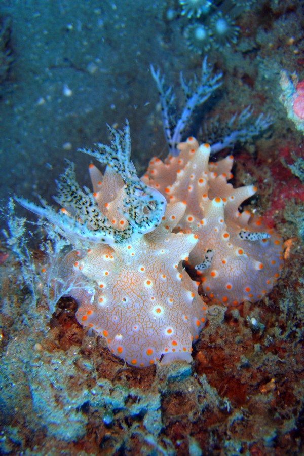 Action Gecko Divers