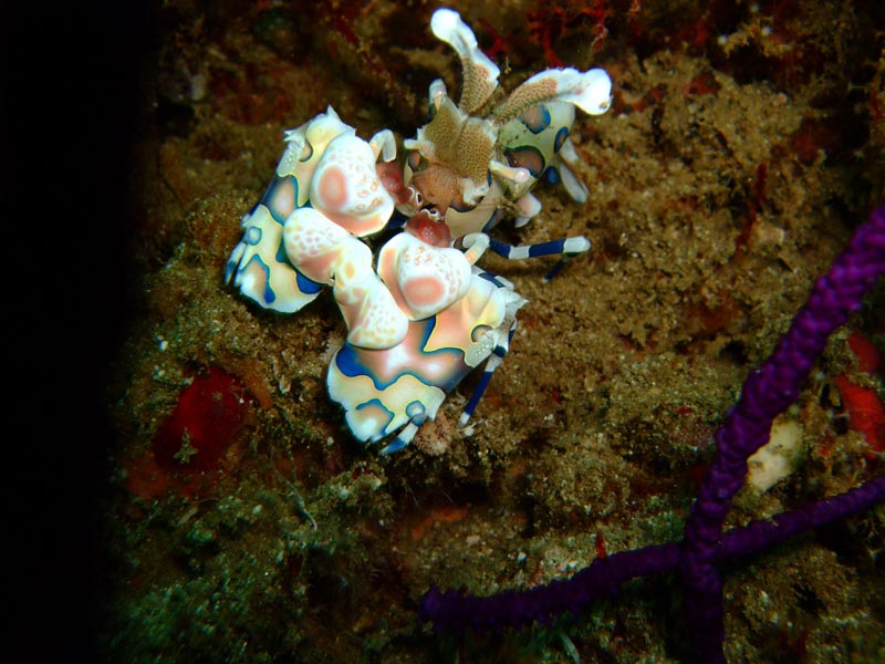 Extra Divers Al Sawadi