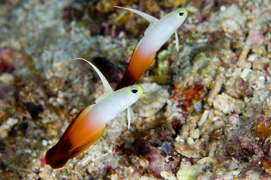 Tasik Divers Derawan