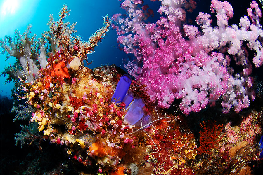 Tasik Divers Derawan