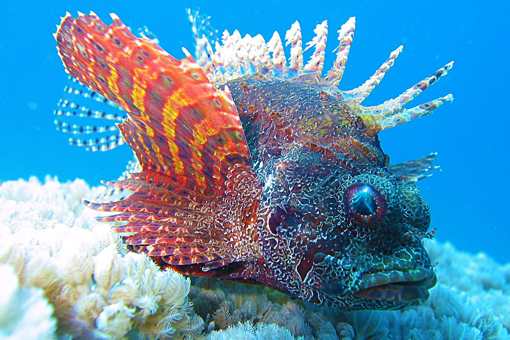 African Divers Nuweiba