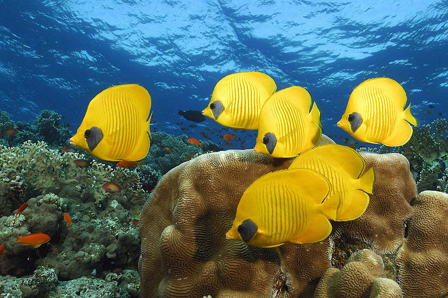 Marsa Shagra Tauchbasis