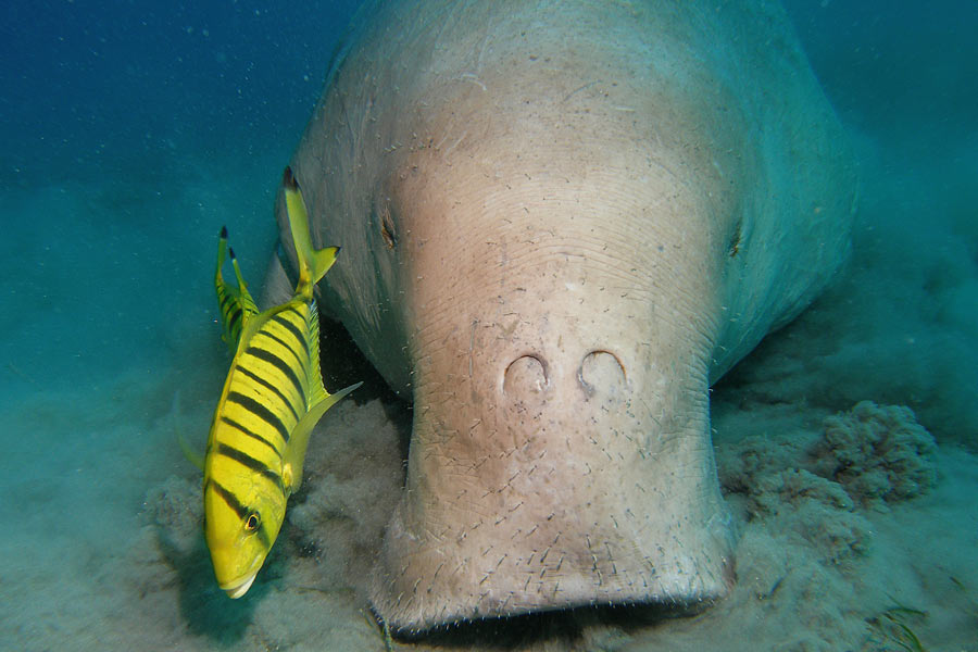 Marsa Nakari Tauchbasis