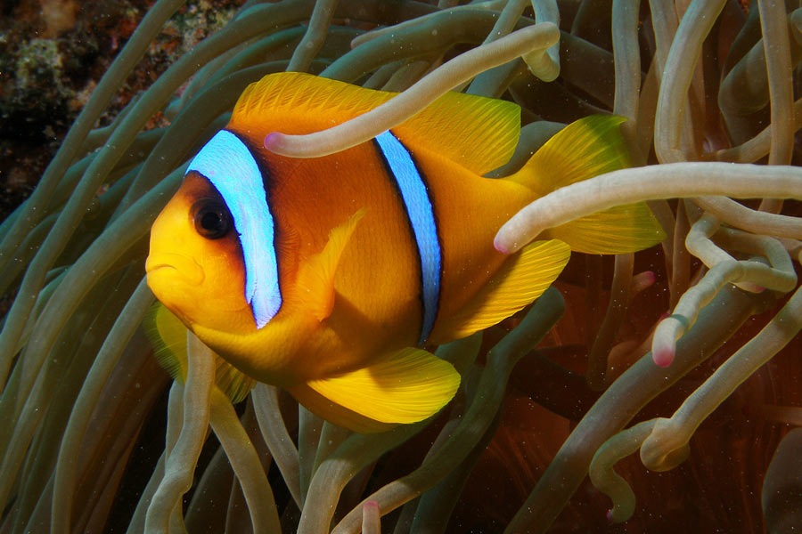 Marsa Nakari Tauchbasis