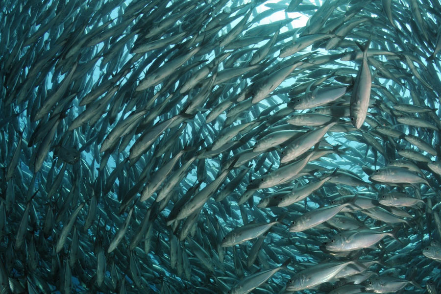 Marsa Nakari Tauchbasis