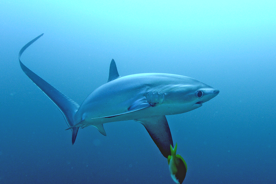 Dive Society Malapascua