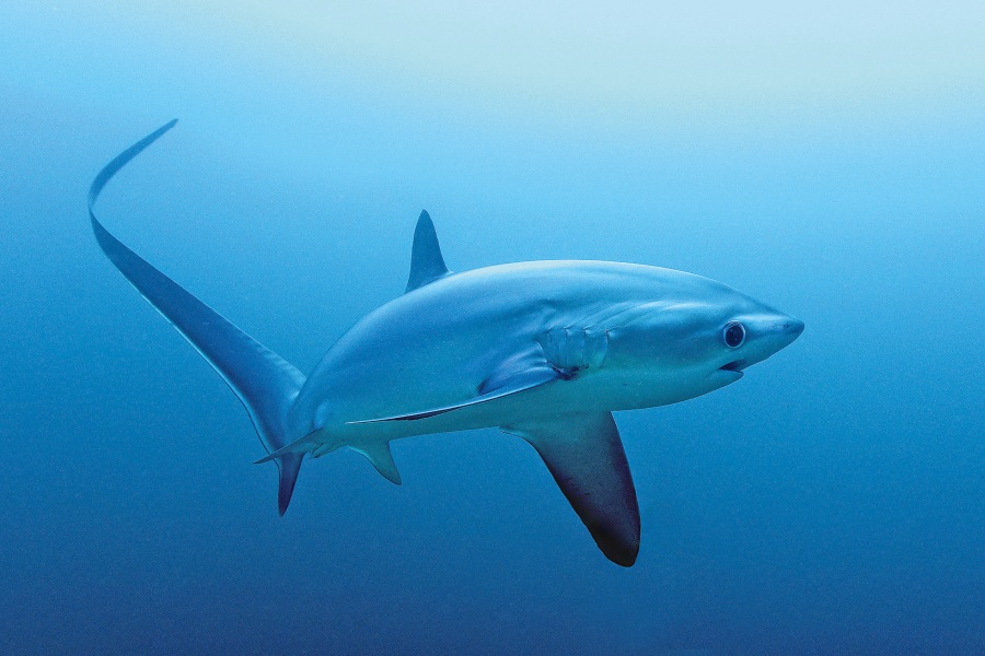 Dive Society Malapascua