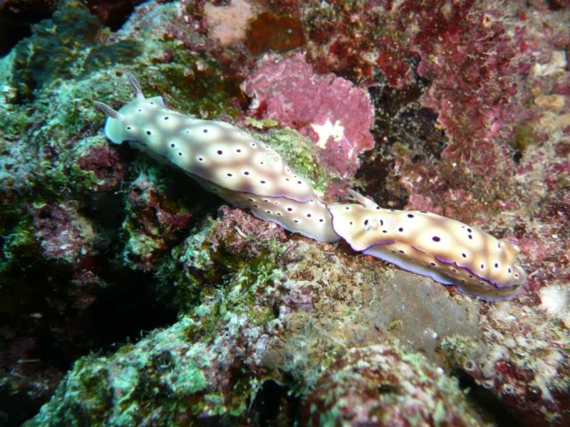 Blue Star Divers