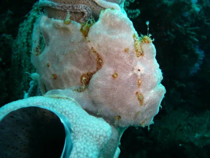 Blue Star Divers