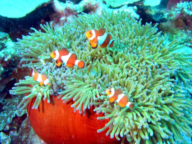 Blue Star Divers