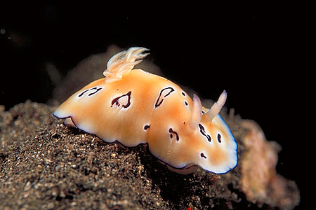 Nacktschnecke