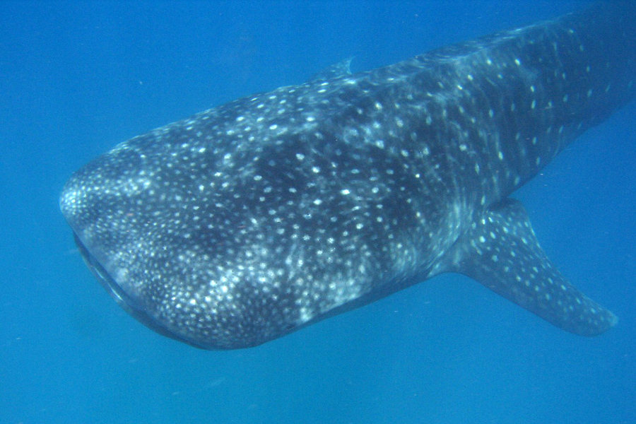 Barra Divers
