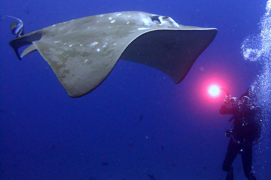 Barra Divers
