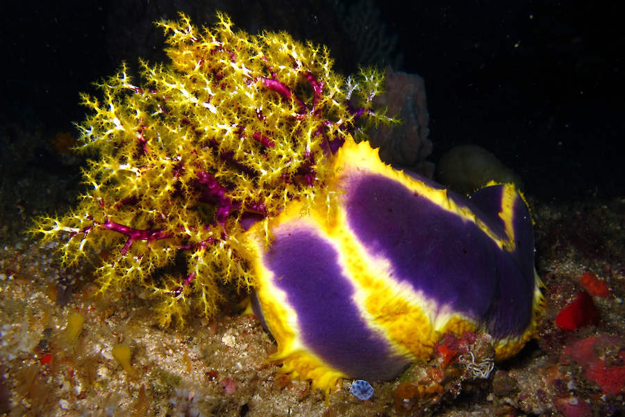 Barra Divers