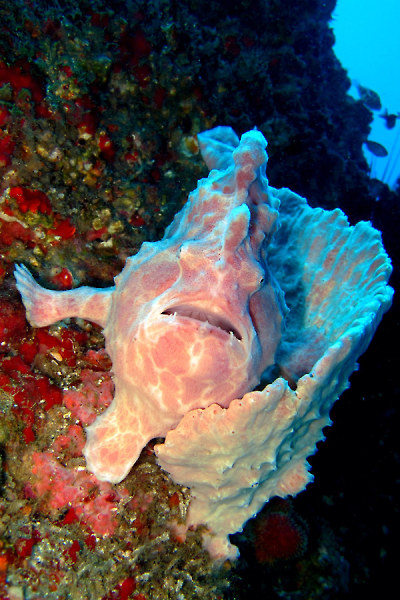 Barra Divers