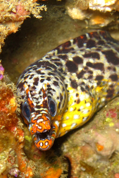 Barra Divers