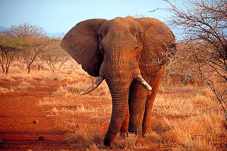 Elefant