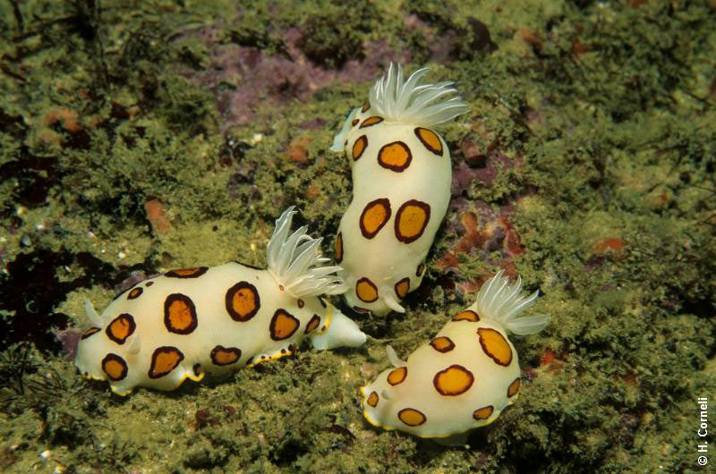 Extra Divers Mirbat