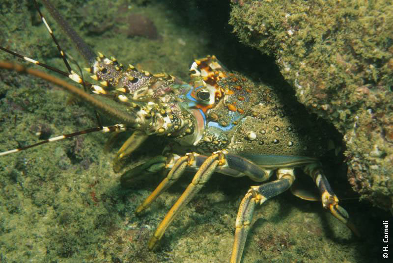 Extra Divers Mirbat