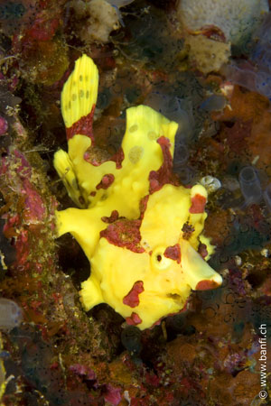 Ducks Diving Romblon