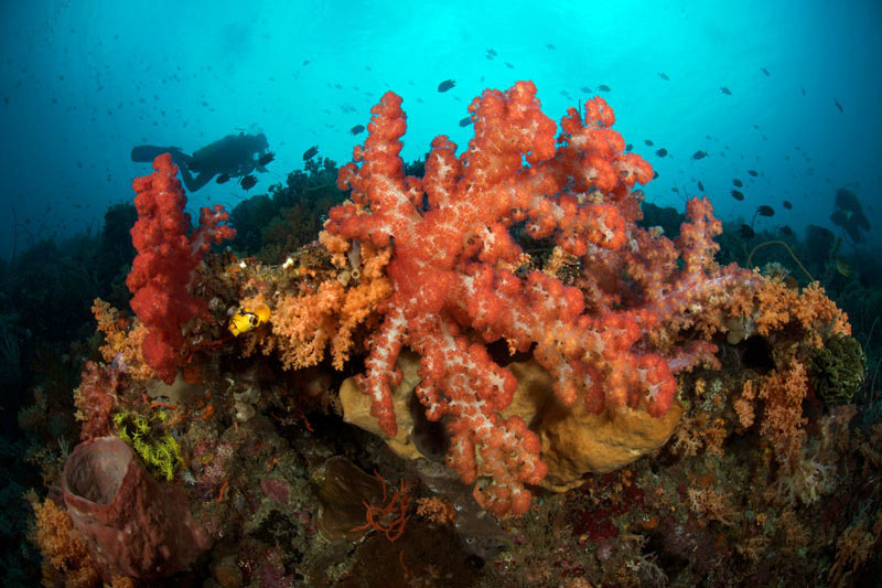 Murex Dive Center Bangka