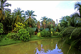 Orang Utan & Regenwald