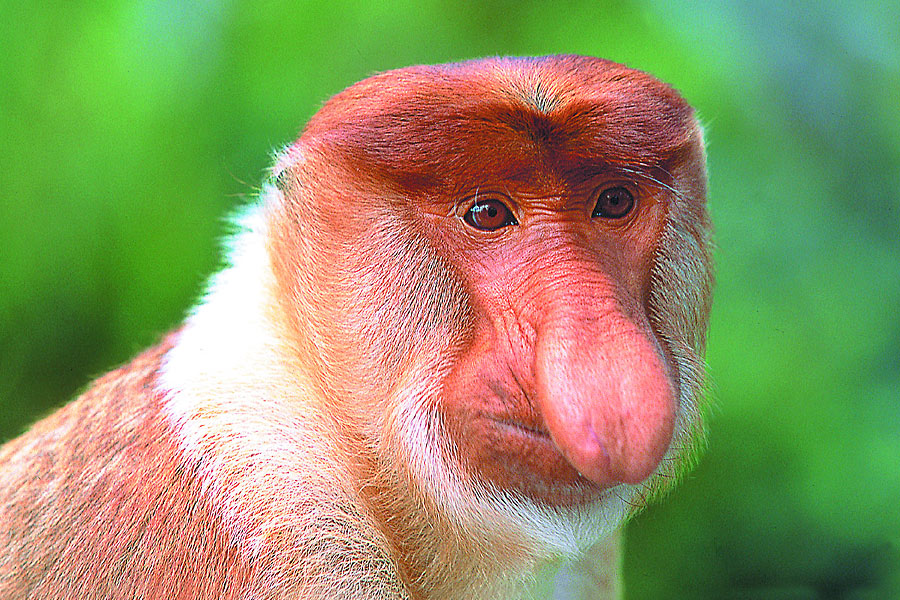 Orang Utan & Regenwald