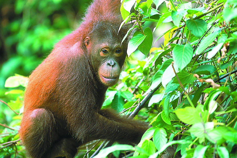 Orang Utan & Regenwald
