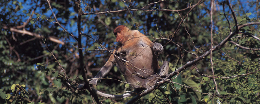 Orang Utan & Regenwald