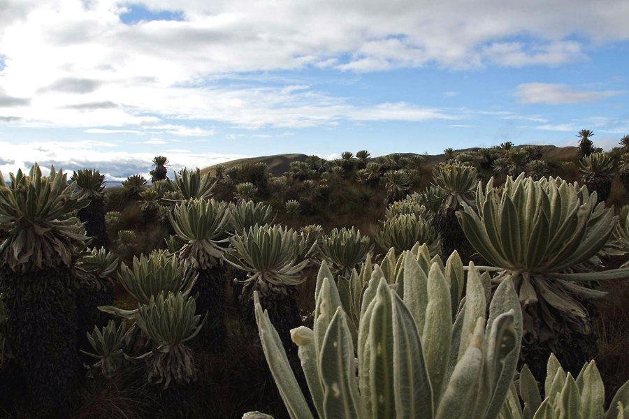 Landprogramme Ecuador