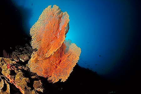 Gorgonie