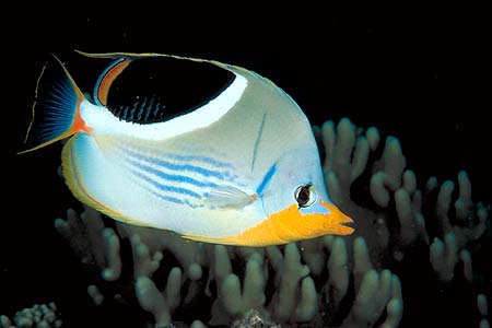 Falterfisch