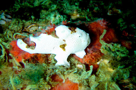 Clown-Anglerfisch