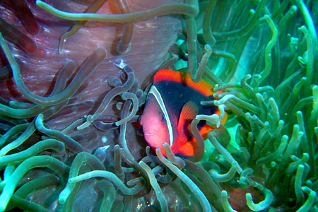 Anemonenfisch