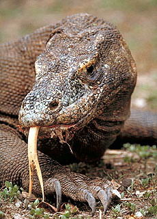 Komodo Waran