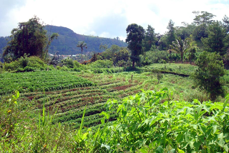 Minahasa Hochland