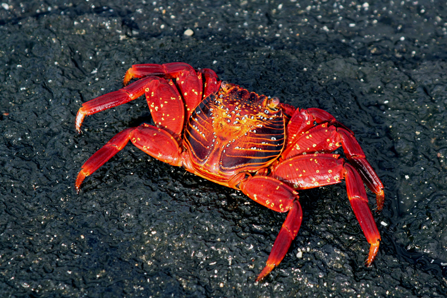 Landprogramm Galapagos