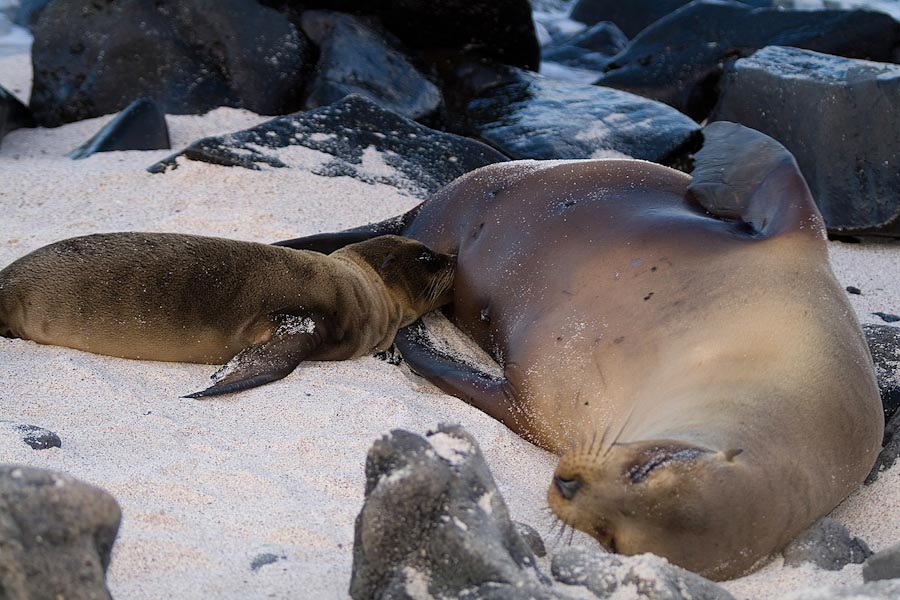 Landprogramm Galapagos