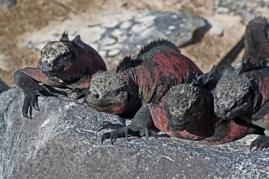 Landprogramm Galapagos