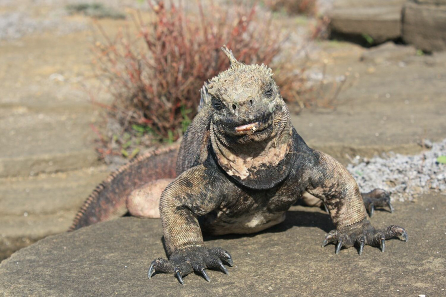 Landprogramm Galapagos