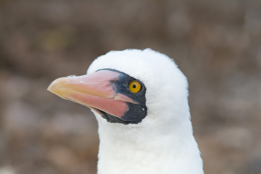 Landprogramm Galapagos