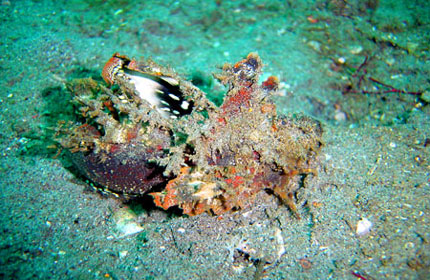 Coron & Tubbataha