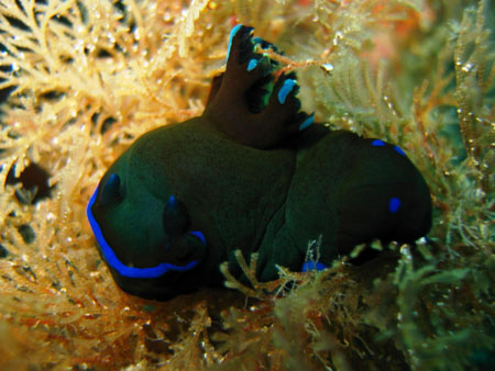 Nacktschnecke