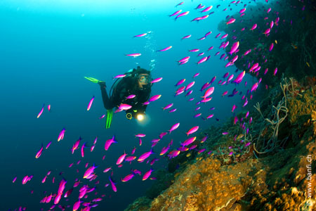 Bohol