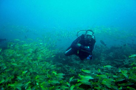 Unterwasserwelt