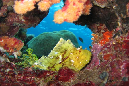 Unterwasserwelt
