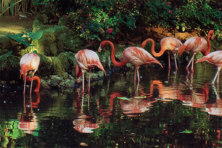 Flamingos