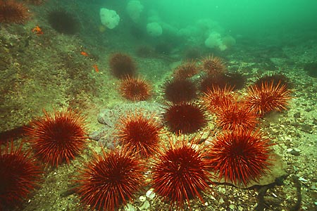 Seeigel